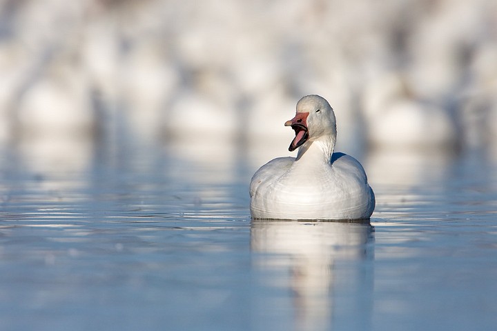 Schneegans Anser caerulescens Snow Goose